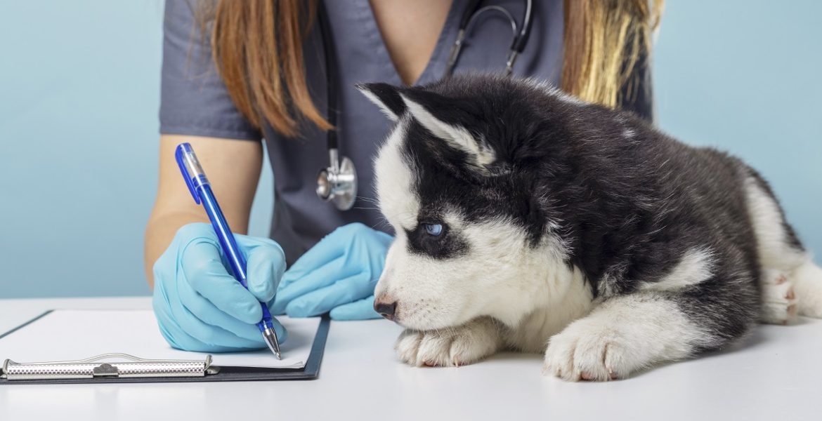 Cachorro com veterinário