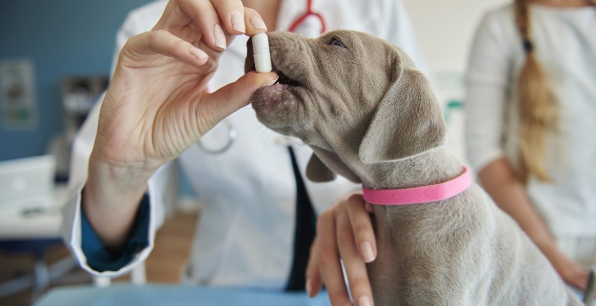 Cachorro tomando remédio com sintomas de diabetes em cães